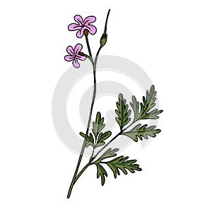 vector drawing Robert geranium
