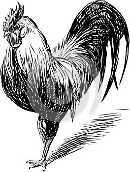 Bantam