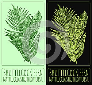 Vector drawing SHUTTLECOCK FERN. Hand drawn illustration. The Latin name is MATTEUCCIA STRUTHIOPTERIS L photo