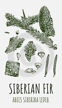 Vector drawing of Siberian fir. Hand drawn illustration. Latin name ABIES SIBIRIKA LEDEB photo