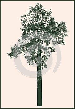 Vector drawing of silhouette single young pine tree