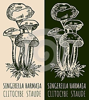Vector drawing SINGERELLA HARMAJA . Hand drawn illustration. The Latin name is CLITOCYBE STAUDE
