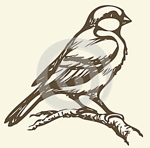 Vector drawing. Small titmouse on a branch