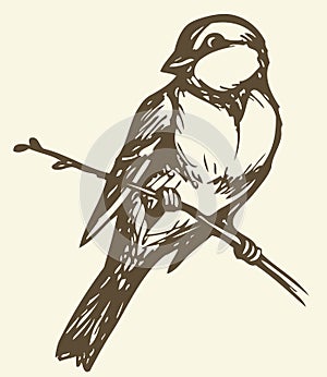 Vector drawing. Small titmouse on a branch