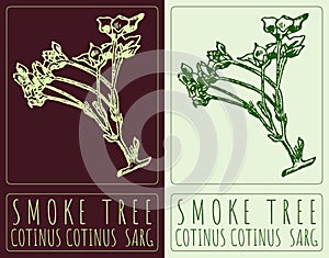 Vector drawing SMOKE TREE. Hand drawn illustration. The Latin name is COTINUS COTINUS SARG