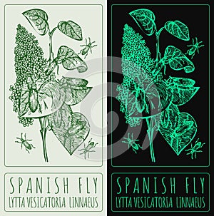 Vector drawing SPANISH FLY. Hand drawn illustration. The Latin name is LYTTA VESICATORIA LINNAEUS photo