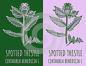 Vector drawing SPOTTED THISTLE. Hand drawn illustration. The Latin name is CENTAUREA BENEDICTA L