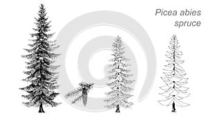 Vector drawing of spruce (Picea abies)