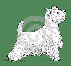 Vector drawing of a standing scottish terrier