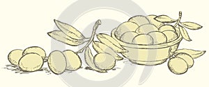 Vector drawing. Still life of bowl with fruits and olives sprigs