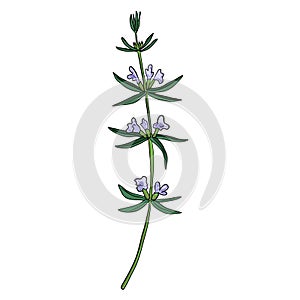 Vector drawing summer savory