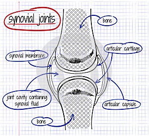 Vector drawing of a synovial joint