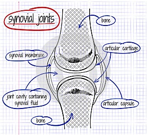 Vector drawing of a synovial joint photo