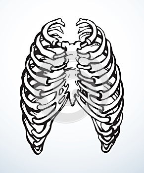 Vector drawing. Thorax and ribs