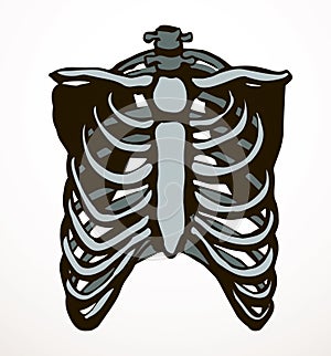 Vector drawing. Thorax and ribs