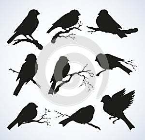 Vector drawing. Tits, sparrows and bullfinches on branches