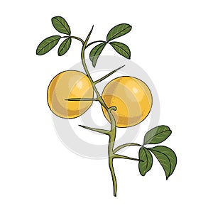 vector drawing trifoliate orange