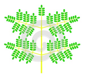 Vector drawing of tripinnate leaf against white background