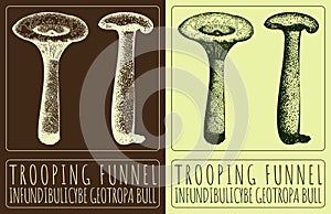 Vector drawing TROOPING FUNNEL. Hand drawn illustration. The Latin name is INFUNDIBULICYBE GEOTROPA BULL
