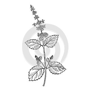 Vector drawing tulsi