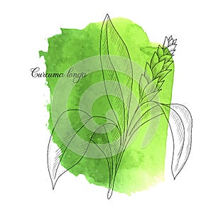 Vector drawing turmeric plant