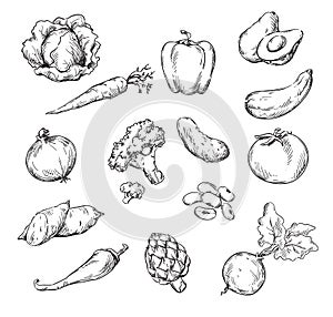 Vector drawing of various vegetables