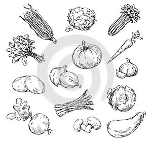 Vector drawing of various vegetables