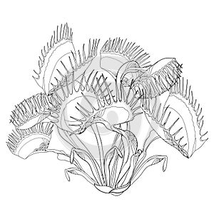 Vector drawing of Venus Flytrap or Dionaea muscipula with open and close trap in black isolated on white background.