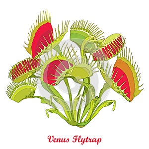 Vector drawing of Venus Flytrap or Dionaea muscipula with open and close trap in red and green isolated on white background.