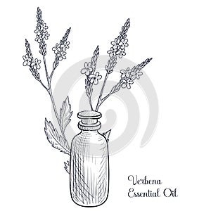 vector drawing verbena essential oil