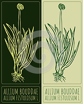 Vector drawing WELSH ONION. Hand drawn illustration. Latin name is ALLIUM FISTULOSUM L photo