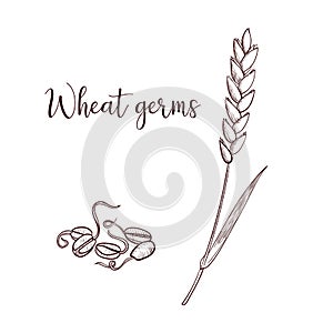 Vector drawing wheat germs