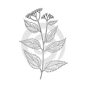 Vector drawing white snakeroot