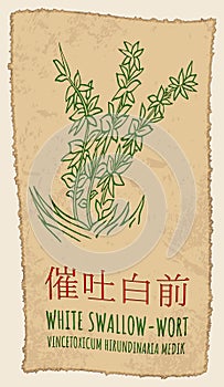 Vector drawing WHITE SWALLOW-WORT in Chinese. The Latin name is VINCETOXICUM HIRUNDINARIA MEDIK.