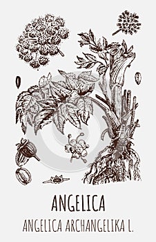 Vector drawings of Angelica archangelica. Hand drawn illustration. Latin name ANGELICA OFFICINALIS MOENCH