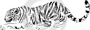 Vector drawings black and white predator tiger designe photo