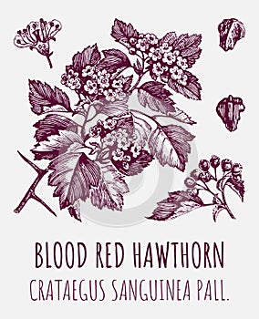 Vector drawings of blood red hawthorn. Hand drawn illustration. Latin name CRATAEGUS SANGUINEA PALL