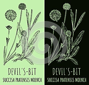 Vector drawings DEVIL\'S-BIT . Hand drawn illustration. Latin name SUCCISA PRATENSIS MOENCH