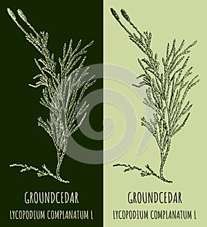 Vector drawings GROUNDCEDAR. Hand drawn illustration. Latin name LYCOPODIUM COMPLANATUM L