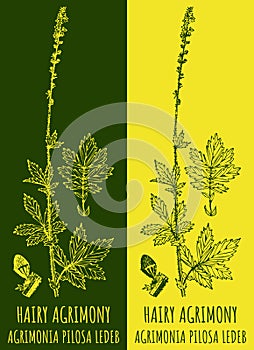 Vector drawings HAIRY AGRIMONY. Hand drawn illustration. Latin name AGRIMONIA PILOSA LEDEB photo