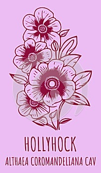 Vector drawings HOLLYHOCK. Hand drawn illustration. Latin name ALTHAEA COROMANDELIANA