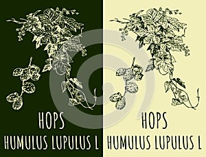 Vector drawings HOPS. Hand drawn illustration. Latin name HUMULUS LUPULUS L