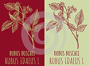 Vector drawings RED RASPBERRY . Hand drawn illustration. Latin name RUBUS IDAEUS L