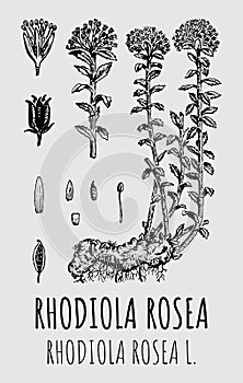 Vector drawings of Rhodiola rosea. Hand drawn illustration. Latin name RHODIOLA ROSEA L