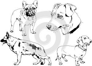 Vector drawings sketches pedigree dogs and cats  drawn in ink by hand