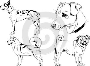 Vector drawings sketches pedigree dogs and cats  drawn in ink by hand