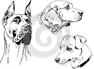 Vector drawings sketches pedigree dogs and cats  drawn in ink by hand