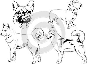 Vector drawings sketches pedigree dogs and cats  drawn in ink by hand