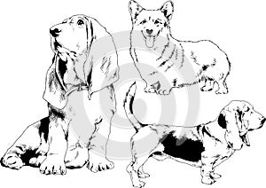 Vector drawings sketches pedigree dogs in the racks drawn in ink by hand
