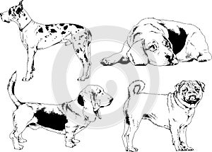 Vector drawings sketches pedigree dogs in the racks drawn in ink by hand